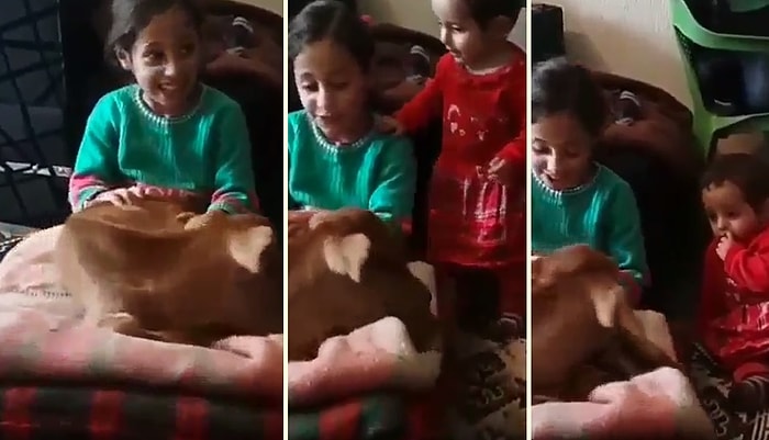 Buzağıyı Bacağında Sallayarak Uyutmaya Çalışan Ufaklık