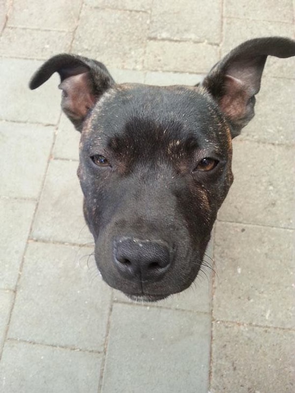 1. Нас было трое - готова и два уха!