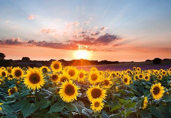 Вы родились в августе!