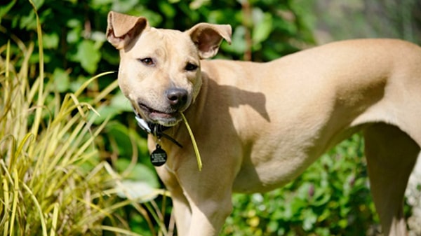 Кроме того, последнее исследование помогло понять следующее: вместе с тем, что собаки могут испытывать счастье, грусть или злость, они не совсем надежны при выполнении конкретных команд, которые они получают от людей.