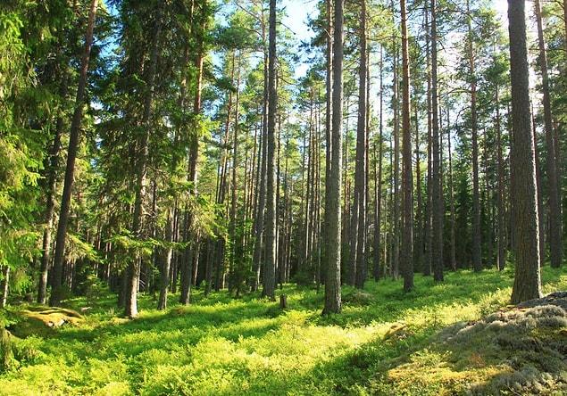 10. Dünyanın ikinci en büyük kağıt ihracatçısı olmasına rağmen, İsveç'in orman biokütlesi her geçen gün büyümekte. Bunun sebebi ise her kestikleri ağacın yerine 3 yenisini dikiyor olmaları.