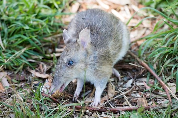 3. Как называется этот зверек?