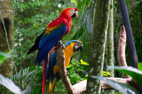 9. Что это за птицы?