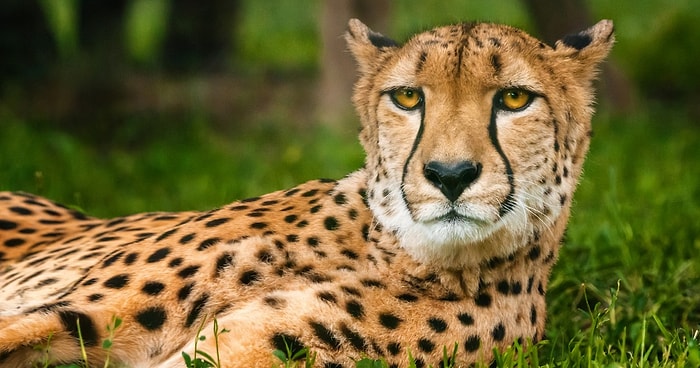 Тест: Если вы знаете всех этих животных на грани вымирания в лицо, то вы явно зоолог