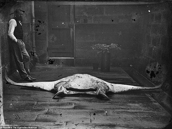 Yeni açılan "Capturing Nature" isimli sergide bilim adamları tarafından çekilmiş, deniz canlılarına ait 150 yıl öncesinin fotoğrafları sergilenmeye başladı.