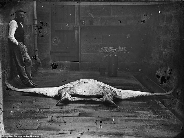 Yeni açılan "Capturing Nature" isimli sergide bilim adamları tarafından çekilmiş, deniz canlılarına ait 150 yıl öncesinin fotoğrafları sergilenmeye başladı.