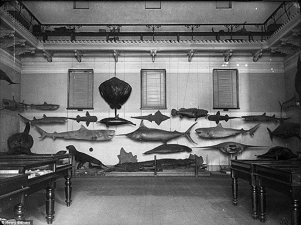 1870 yılında balık türleri galerisi.