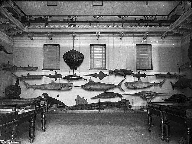 1870 yılında balık türleri galerisi.