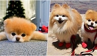 Dünyanın En Sevimli Köpeği Boo "Kalp Kırıklığı" Nedeni ile Hayatını Kaybetti!
