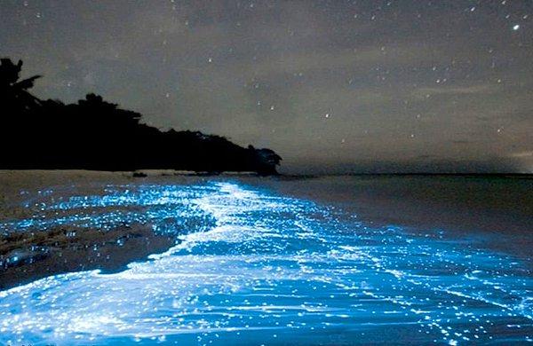 Geceleri denizdeki planktonların ortaya çıkardığı manzara oldukça canlı bir görünüme sebep oluyor.