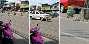 Yaralı Yavrusu İçin Yoldan Geçen Arabalardan Yardım İsteyen Anne Köpek