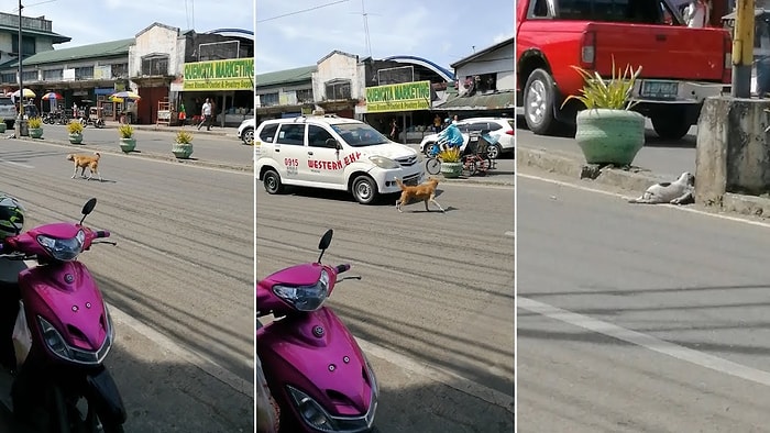 Yaralı Yavrusu İçin Yoldan Geçen Arabalardan Yardım İsteyen Anne Köpek