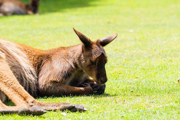 18. Eğer bir kangurunun kuyruğunu yerden kaldırırsanız zıplayamaz.
