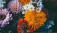 Hangi Durumda Hangi Çiçeği Yollayacağınızı Biliyor musunuz? :) 9 Maddede Çiçekler ve Anlamları