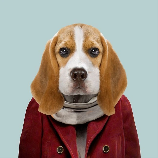 Köpekler nasıl giyinsin, nasıl giyinsin? İşte böyle giyinsin.