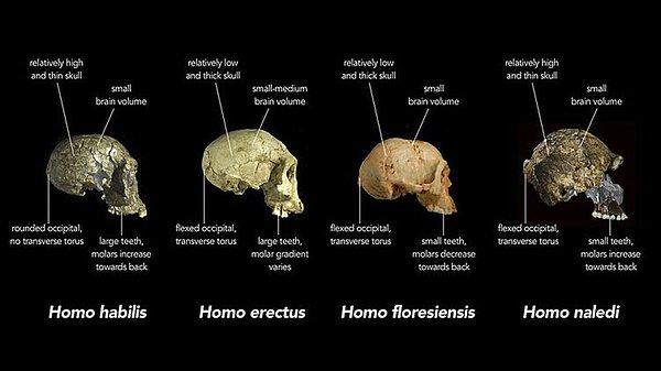 Homo Floresiensis, 18.000 yıl öncesine kadar varlığını korumayı başarmıştı.