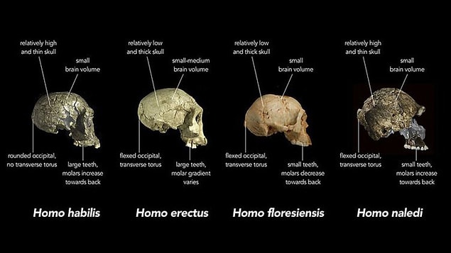Homo Floresiensis, 18.000 yıl öncesine kadar varlığını korumayı başarmıştı.