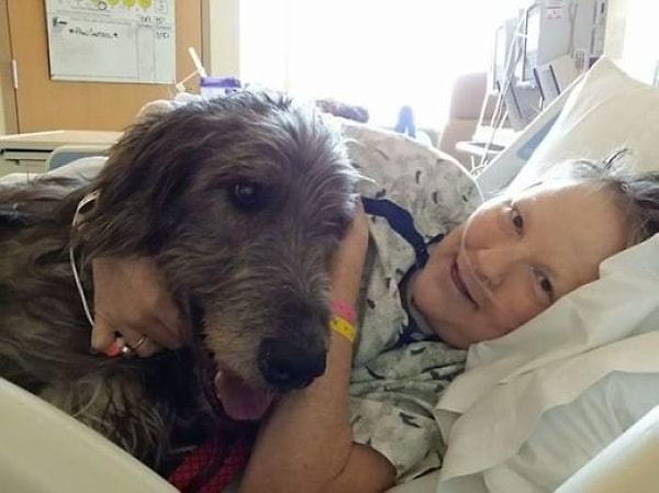 2. "Через 17 дней после того, как моя мама умерла от рака яичников, ее старый ирландский волкодав последовал за ней, чтобы быть рядом. Я так по ним скучаю".