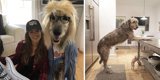 Люди публикуют веселые фотографии своих ирландских волкодавов, и они просто огромные