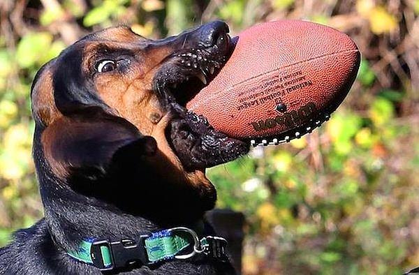5. Köpek topu yakaladı...