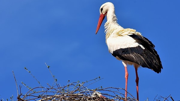 1. Правда ли то, что "Аистенок" - это название одного из отечественных радиолокационных комплексов?