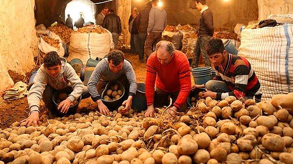 "Patates fiyatlarında 10 yılda yüzde 304’lük artış"