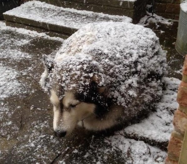 18. Песик-ежик: