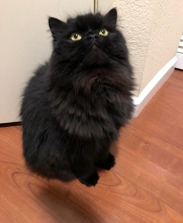 20. Летающий кот: