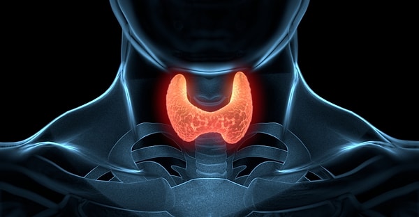 10. Как называется этот орган?