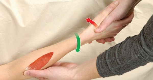 7. Как называется мышца, которая поворачивает конечность кнаружи?