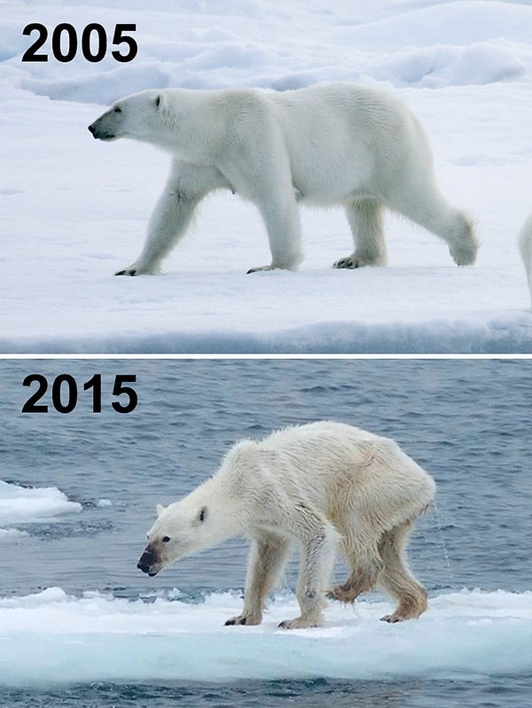 12. Соответственно, от этого страдают и белые медведи. Количество их еды сокращается.