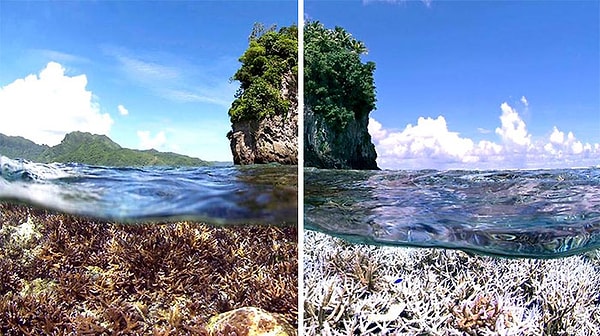 13. Загрязнение среды также приводит к изменению морских растений.