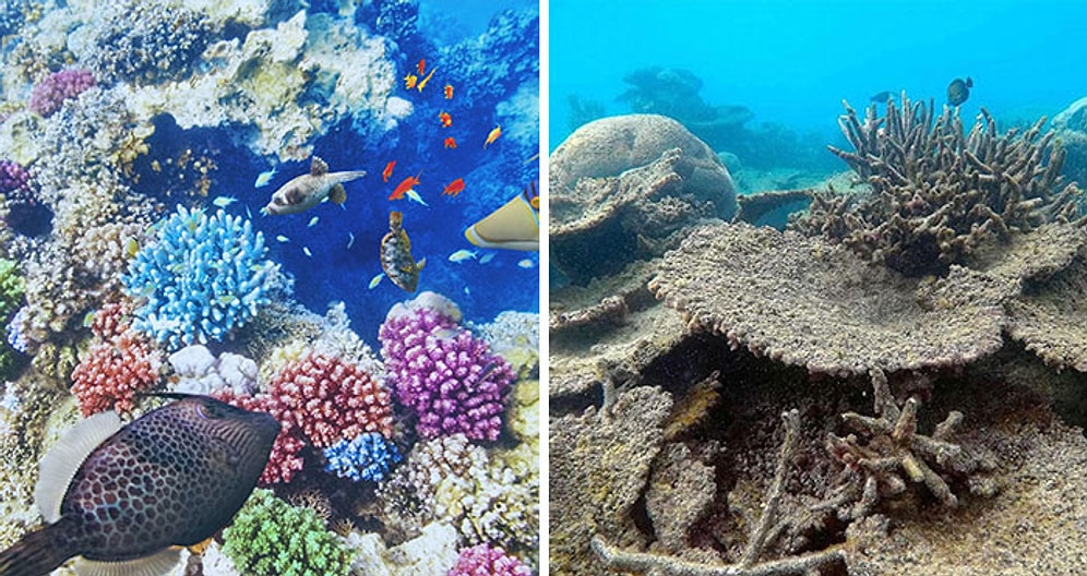 25 неудобных фото #10yearschallenge о том, как изменилась наша планета за 10 лет