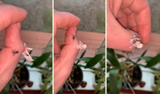 Işık Hızında Hareketiyle Bir Adamın Parmağı Üzerinde Sinek Avlayan Pembe Peygamber Devesi!