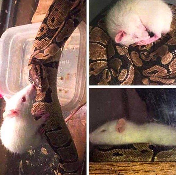 3. "Halamın evinde yılanı var geçen gün onu beslemek için bir tane de fare getirdi. Geleli 5 gün oldu ve çok iyi arkadaşlar."