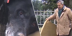 17 Ağustos Depremi’nde Her Şeyini Kaybettikten Sonra Simit Satmaya Başlayan Adamın Sokak Köpeğiyle Olan Muhteşem İlişkisi!