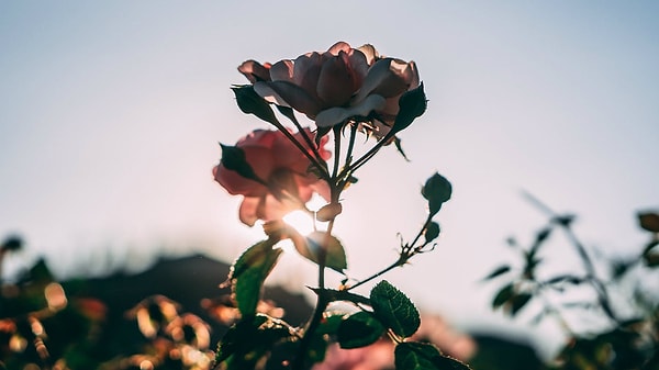 10. Какой цитатой можно лучше всего описать вашу жизнь?