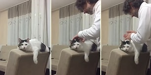 'Ohh Tam Orası' Edalarıyla İnsan Dostuna Masaj Yaptıran Sülalesi Rahat Kedi