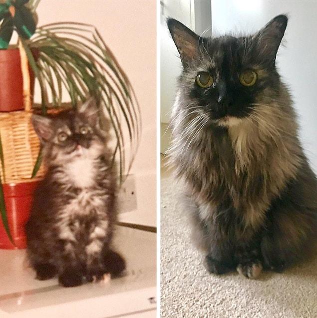 4. “My cat is now 20 years old. Here is a pic of her as a kitten (around a few months old) and now.”