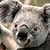 koalala