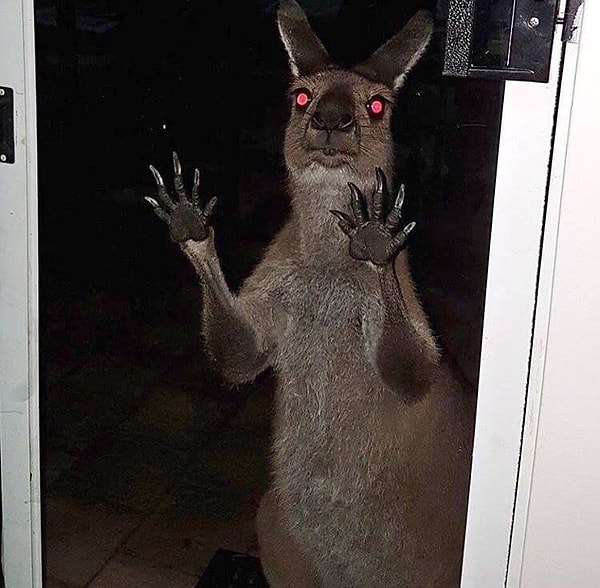 3. Говорите, кенгуру - милейшие пушистые животные? А как вам этот парень?