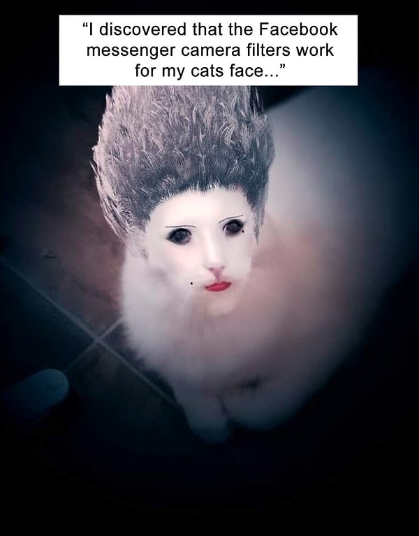 12. Твой кот с фильтром от Facebook уже не выглядит таким милым...