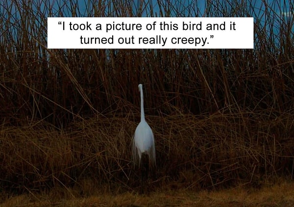 16. Блуждающая птичка