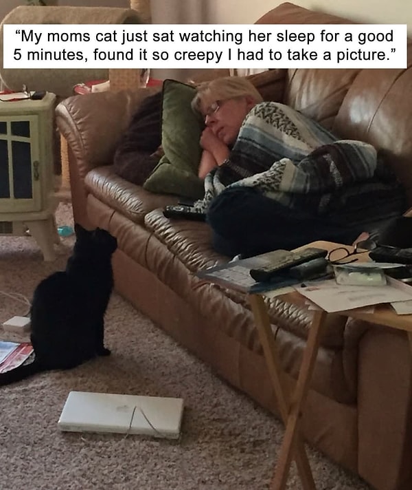 17. А что делают ваши домашние животные, когда вы спите?