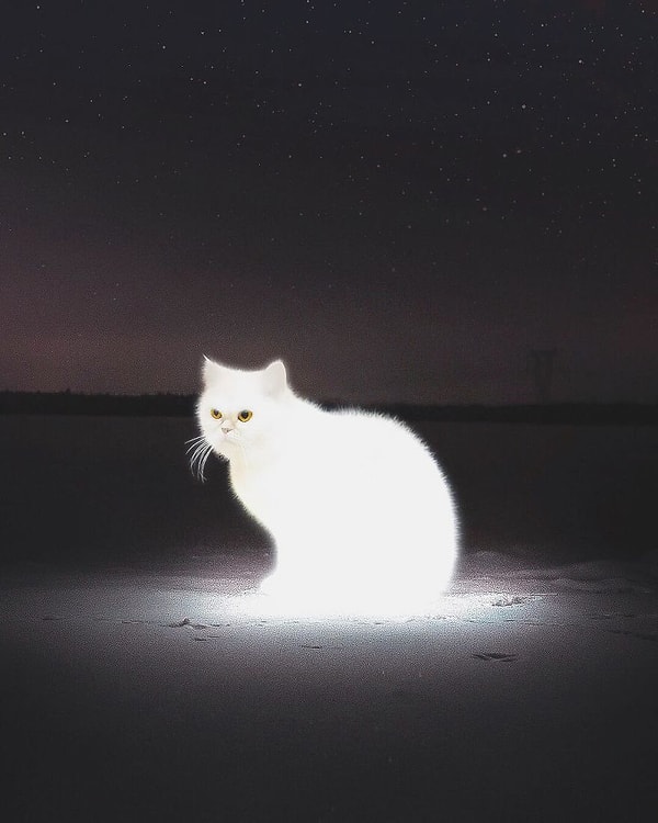 6. Коты - свет нашей жизни