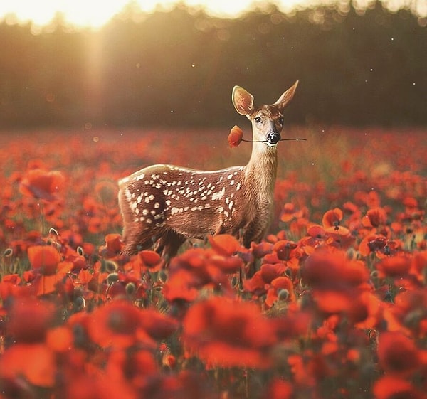 19. Ты узнаешь меня по цветку в зубах