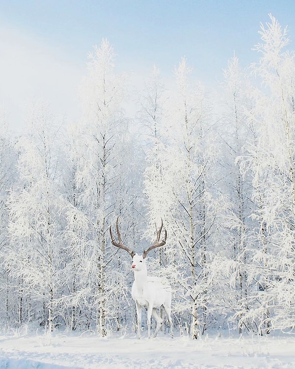21. Мастерство камуфляжа: уровень «эксперт»