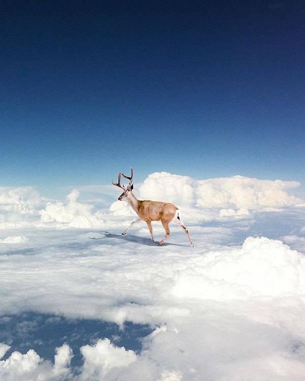 36. Все олени попадают в рай