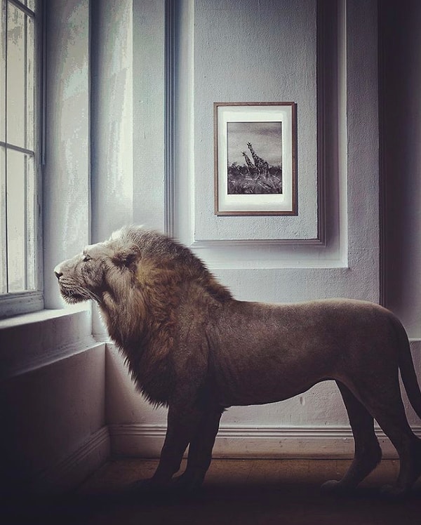 40. Хозяин, когда ты вернешься домой?