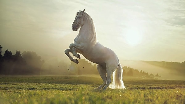 Если вы увидели коня, то...